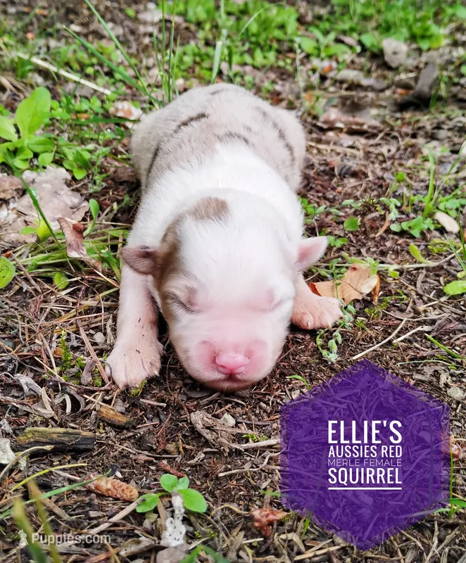 Squirrel  – Miniature Australian Shepherd puppy for sale in Kettle Falls, WA