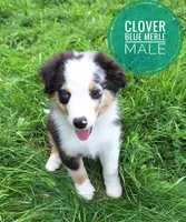 Clover, a male Miniature Australian Shepherd for sale in Kettle Falls, WA – 1 of 4