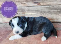 Skunk , a female Miniature Australian Shepherd for sale in Kettle Falls, WA – 5 of 10