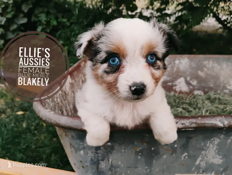 Blakely  – Miniature Australian Shepherd puppy for sale in Kettle Falls, WA
