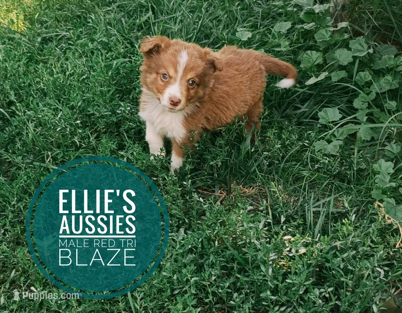 Blaze – Miniature Australian Shepherd puppy for sale in Kettle Falls, WA