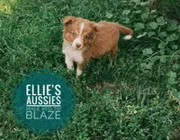 Blaze, a male Miniature Australian Shepherd for sale in Kettle Falls, WA – 1 of 10