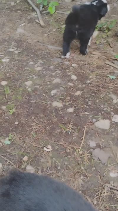 Skunk , a female Miniature Australian Shepherd for sale in Kettle Falls, WA – 10 of 10