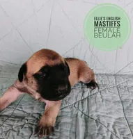 Beulah , a female English Mastiff for sale in Kettle Falls, WA – 5 of 8
