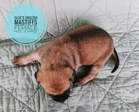 Miss. Scamper , a female English Mastiff for sale in Kettle Falls, WA – 6 of 9
