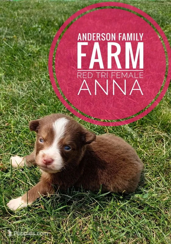 Anna – Miniature Australian Shepherd puppy for sale in Kettle Falls, WA