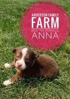 Anna, a female Miniature Australian Shepherd for sale in Kettle Falls, WA – 1 of 6