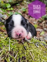 Racoon, a female Miniature Australian Shepherd for sale in Kettle Falls, WA – 5 of 6