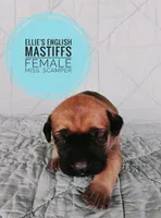 Miss. Scamper , a female English Mastiff for sale in Kettle Falls, WA – 2 of 9