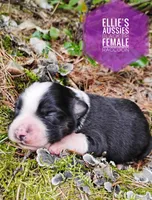 Racoon, a female Miniature Australian Shepherd for sale in Kettle Falls, WA – 2 of 6