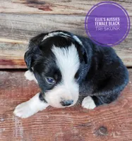Skunk , a female Miniature Australian Shepherd for sale in Kettle Falls, WA – 3 of 10