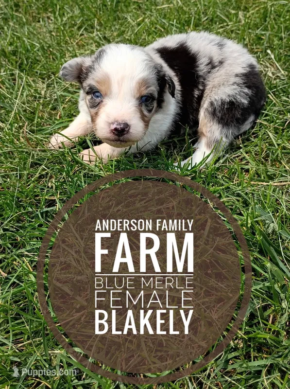 Blakely  – Miniature Australian Shepherd puppy for sale in Kettle Falls, WA
