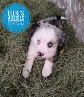 Possum , a male Miniature Australian Shepherd for sale in Kettle Falls, WA – 8 of 10