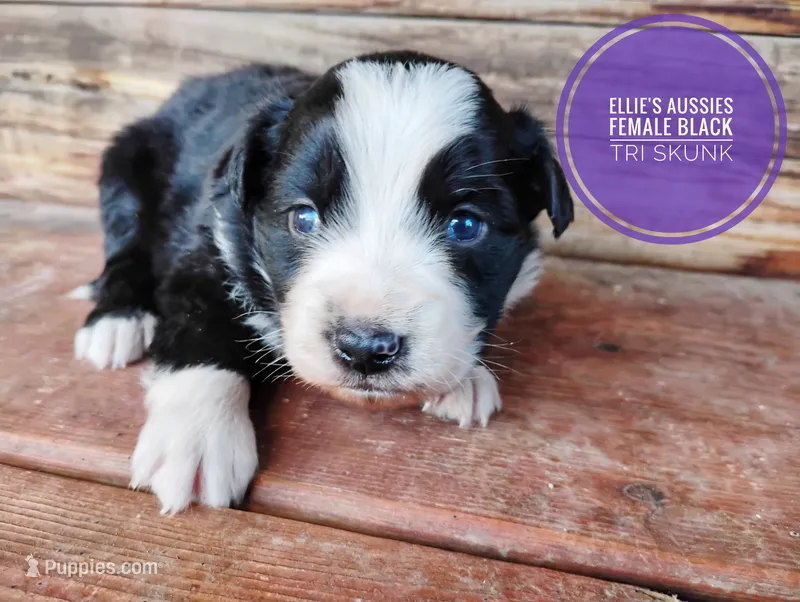 Skunk  – Miniature Australian Shepherd puppy for sale in Kettle Falls, WA