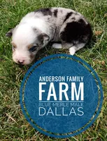 Dallas, a male Miniature Australian Shepherd for sale in Kettle Falls, WA – 6 of 10