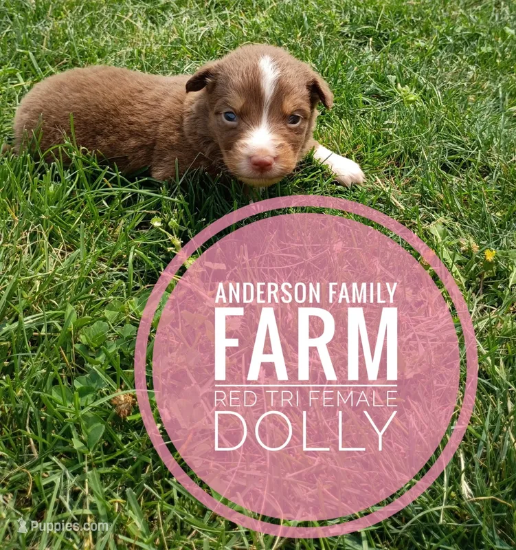 Dolly – Miniature Australian Shepherd puppy for sale in Kettle Falls, WA