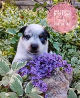 Cotton tail, a female Australian Cattle Dog and Miniature Australian Shepherd for sale in Kettle Falls, WA – 8 of 8