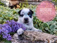 Cotton tail, a female Australian Cattle Dog and Miniature Australian Shepherd for sale in Kettle Falls, WA – 2 of 8