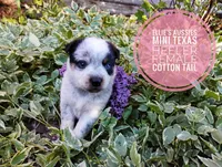 Cotton tail, a female Australian Cattle Dog and Miniature Australian Shepherd for sale in Kettle Falls, WA – 6 of 8