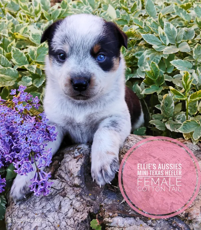 Cotton tail – Australian Cattle Dog, Miniature Australian Shepherd puppy for sale in Kettle Falls, WA