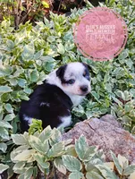 Cotton tail, a female Australian Cattle Dog and Miniature Australian Shepherd for sale in Kettle Falls, WA – 4 of 8