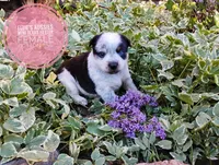 Cotton tail, a female Australian Cattle Dog and Miniature Australian Shepherd for sale in Kettle Falls, WA – 5 of 8