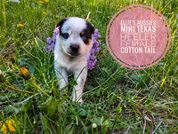 Cotton tail, a female Australian Cattle Dog and Miniature Australian Shepherd for sale in Kettle Falls, WA – 7 of 8