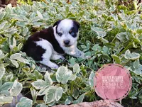 Cotton tail, a female Australian Cattle Dog and Miniature Australian Shepherd for sale in Kettle Falls, WA – 3 of 8