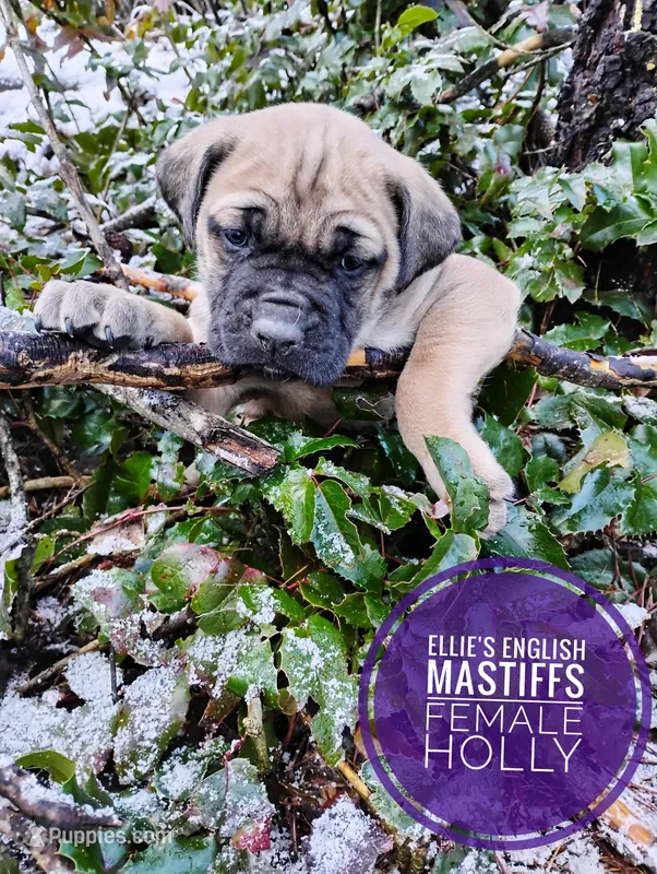 Sheila , a  English Mastiff for sale in Kettle Falls, WA – 1 of 10