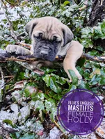Sheila , a  English Mastiff for sale in Kettle Falls, WA – 1 of 10