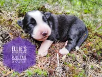 Skunk , a female Miniature Australian Shepherd for sale in Kettle Falls, WA – 5 of 5