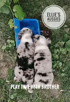 Badger , a male Miniature Australian Shepherd for sale in Kettle Falls, WA – 5 of 10
