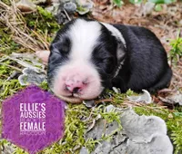 Racoon, a female Miniature Australian Shepherd for sale in Kettle Falls, WA – 1 of 6