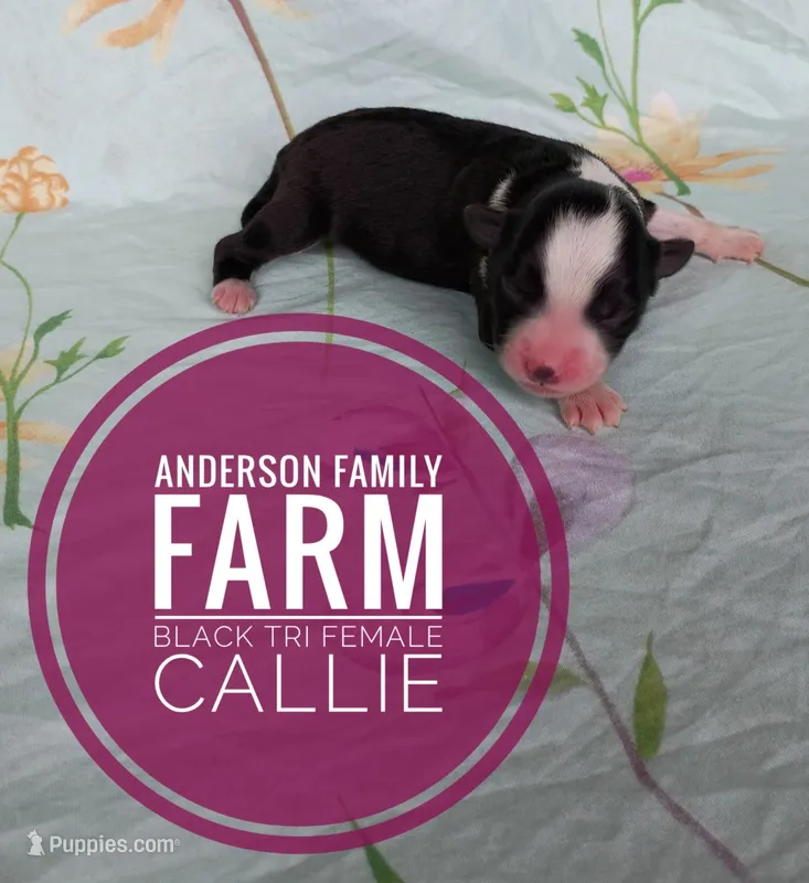 Callie – Miniature Australian Shepherd puppy for sale in Kettle Falls, WA