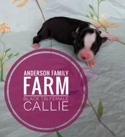 Callie, a female Miniature Australian Shepherd for sale in Kettle Falls, WA – 1 of 3