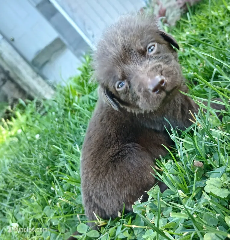 Baby – Labrador Retriever puppy for sale in Marianna, PA