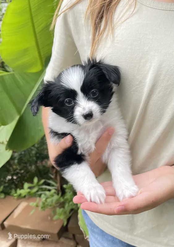 Zaky – Papillon puppy for sale in Boiling Springs, SC