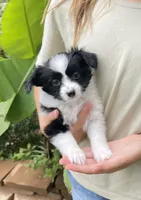 Zaky, a male Papillon for sale in Boiling Springs, SC – 1 of 3