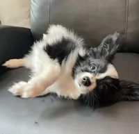 Zaky, a male Papillon for sale in Boiling Springs, SC – 3 of 3