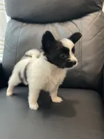 Zoey, a female Papillon for sale in Boiling Springs, SC – 2 of 3