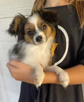 Bingo, a male Papillon for sale in Boiling Springs, SC – 2 of 3