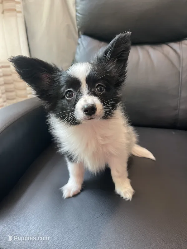 Zaky – Papillon puppy for sale in Boiling Springs, SC
