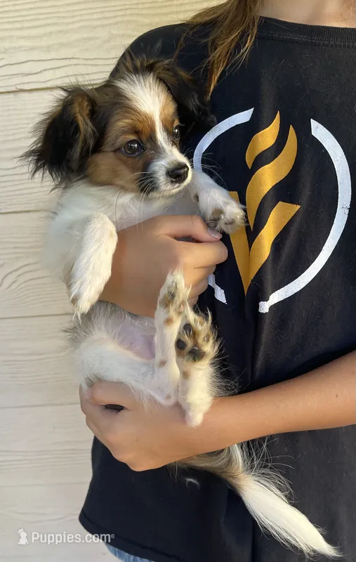 Bingo – Papillon puppy for sale in Boiling Springs, SC