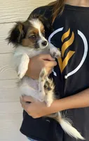 Bingo, a male Papillon for sale in Boiling Springs, SC – 1 of 3