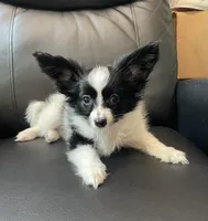 Zaky, a male Papillon for sale in Boiling Springs, SC – 2 of 3