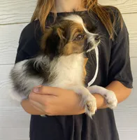 Bingo, a male Papillon for sale in Boiling Springs, SC – 3 of 3