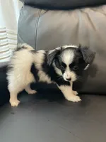 Zaky, a male Papillon for sale in Boiling Springs, SC – 3 of 3