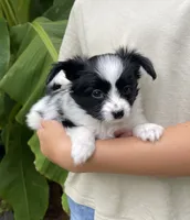 Zaky, a male Papillon for sale in Boiling Springs, SC – 2 of 3