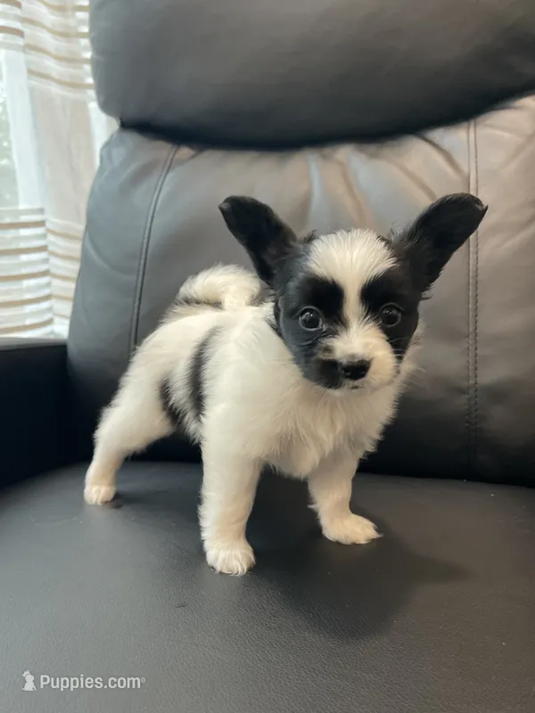 Zoey – Papillon puppy for sale in Boiling Springs, SC