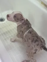 Titus, a male American Bully and American Pit Bull Terrier for sale in New York City, NY – Photo 3 of 5